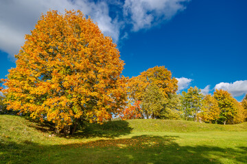 Vibrant autumn scene featuring a large tree with bright orange foliage, with fallen leaves covering...