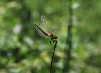 Frühe Heidelibelle - Red-veined Darter