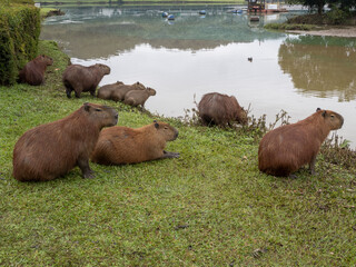 Brazil, Curitiba, large population of capybaras in a city park by the lake