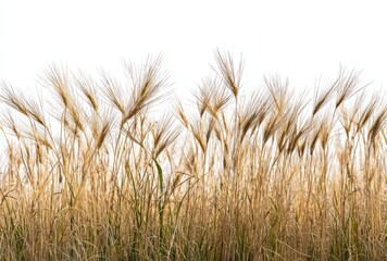 Fototapeta premium Close-up of golden wheat stalks against a bright white background. Some stalks are green. A blurry field exists under the golden stalks