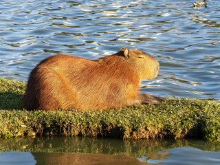 Brazil, Curitiba, large population of capybaras in a city park by the lake