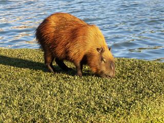 Brazil, Curitiba, large population of capybaras in a city park by the lake
