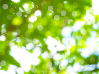 Fototapeta premium Green nature background, blur bokeh soft sunlight spring forest summer backdrop, beautiful foliage natural glowing spa aroma wallpaper leaf abstract effect beauty blurred