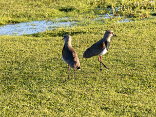 Brazilie, Southern lapwing, Vanellus chilensis, feeding on grass at a lake