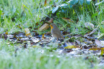 Robin on the damp forest floor, Robin surrounded by grass and leaves with morning dew, Songbird on the damp forest floor, surrounded by brown leaves, Erithacus rubecula