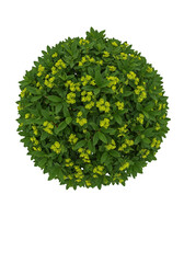 Fototapeta premium Isolated Round Bush Illustration with Green Foliage and Yellow Blooms