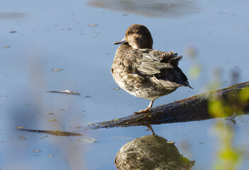 Female teal in backlight on a thick branch in a pond, teal enjoys the morning sun, surrounded by blue lake, the sun shines on the Eurasian teal, Anas crecca