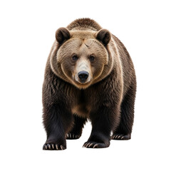 Obraz premium A large brown bear walking towards the viewer on a white background.