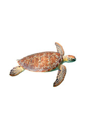 Isolated Sea Turtle on Transparent Background A Detailed Photo