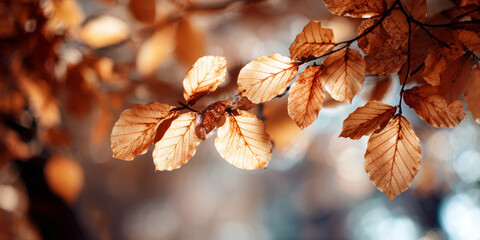 autumn leaves fallen in the ground
