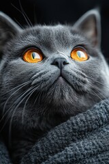 British shorthair cat with amber eyes
