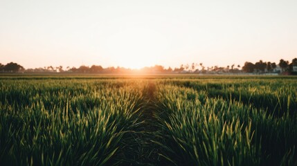 A field of vibrant green plants is bathed in the warm glow of the setting sun, casting soft shadows across the landscape, creating a tranquil, rural scene