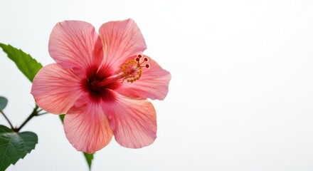 Pink hibiscus flower closeup