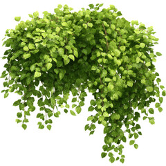 Lush green cascading foliage with delicate leaves and thin stems plant vine, Isolated On Png Transparent Background