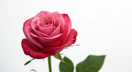 Pink rose isolated
