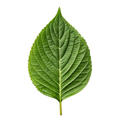 Obraz premium Single green leaf with detailed veins on black background