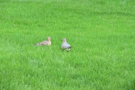Mourning doves on green grass