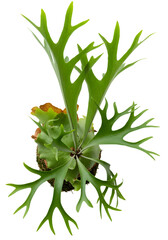 Isolated Staghorn Fern View From Above on Transparent Background Botanical Illustration