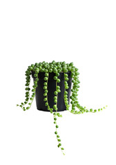 Isolated String of Pearls Plant in Black Pot Against Black Background