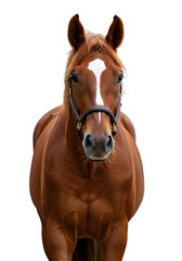 Isolated Studio Portrait of a Majestic Brown Horse with White Markings and a Black Background