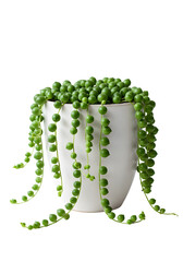Isolated String Of Pearls Plant In White Pot On Black Background