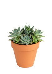 Isolated Succulent Arrangement in Terracotta Pot on Transparent Background