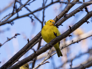 Brazilie, Saffron Finch, Sicalis flaveola, sits on a stroma branch and spreads around
