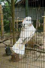 A Moluccan or Salmon crested Cockatoo in its aviary