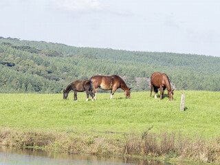Brazil, thre horse passed on a louce near the forest