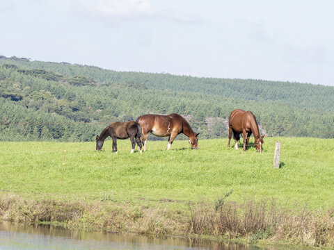 Brazil, thre horse passed on a louce near the forest