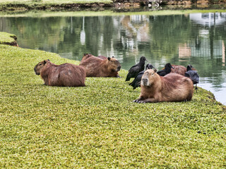 Brazil, Curitiba, large population of capybaras in a city park by the lake
