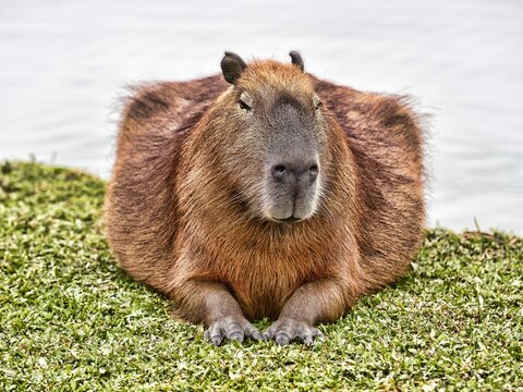 Brazil, Curitiba, large population of capybaras in a city park by the lake