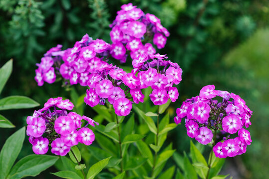 Phlox Wenn Schon Denn Schon with pale pink petals