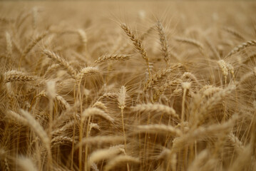 Golden wheat field close up with ripe ears of grain