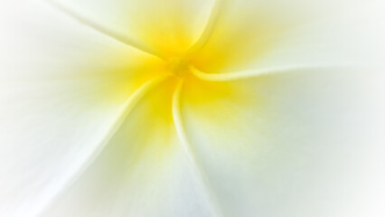 Vibrant macro close-up of a white and yellow frangipani flower, focusing on its delicate petals and...