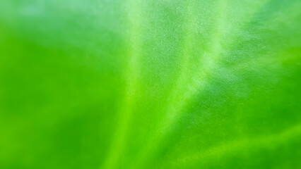 Subtle macro shot of a vibrant green leaf, highlighting its Soft fuzzy texture and natural curves. An ideal backdrop A for themes of nature, freshness, and organic living.