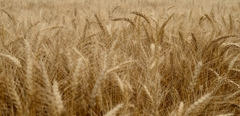 Golden wheat field close up with ripe ears of grain