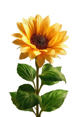 Obraz premium Close-up of a vibrant sunflower. Golden petals, dark center, green leaves