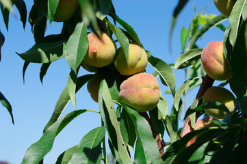Ripe peach fruits against blue sky and green foliage