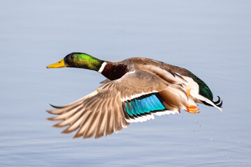 Male Mallard in Flight