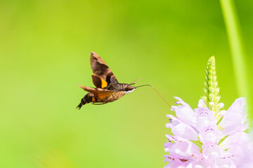高速で飛び回り花の蜜を吸うホウジャク