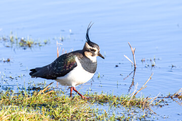 Lapwing on Ground
