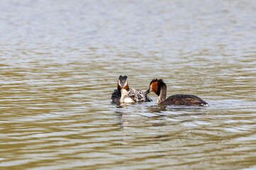 Grebes Feeding Chicks