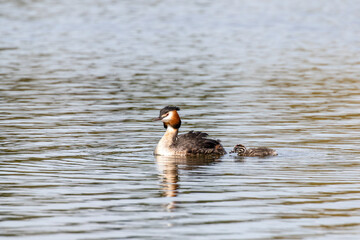 Grebe with Chicks