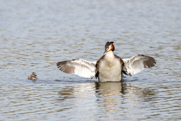 Grebe Flapping Wings with Chick