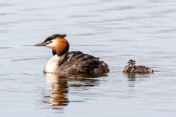 Grebe with Chick