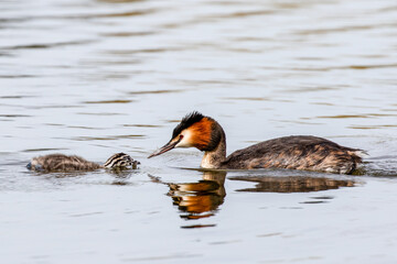 Grebe feeding Chick