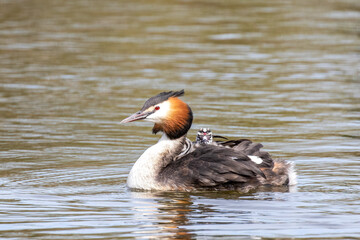 Grebe with Chicks