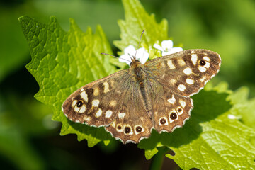 Speckled Wood Butterfly