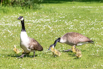 Canada Geese and Goslings